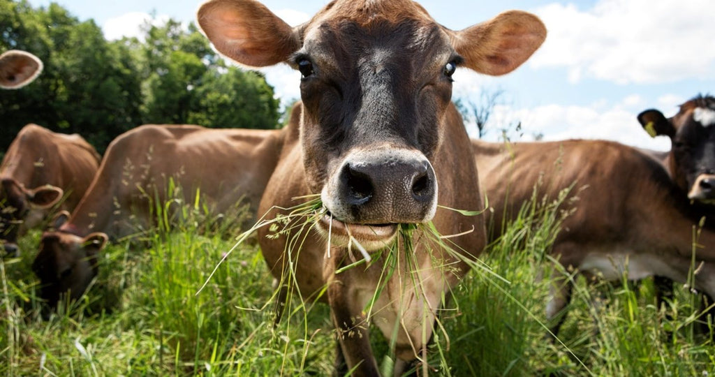 what is ghee? does it need to be from grassfed cows?